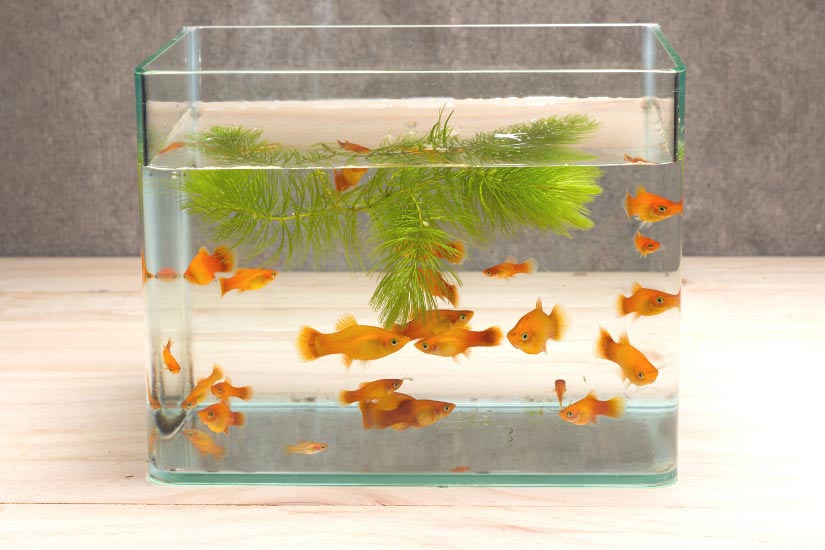 財位櫃放魚缸
