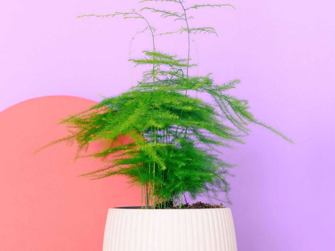 10種室內開運植物，擺放家中能開運、招財又鎮宅